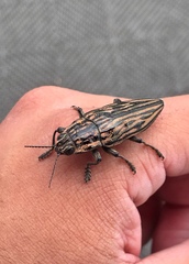 Chalcophora japonica