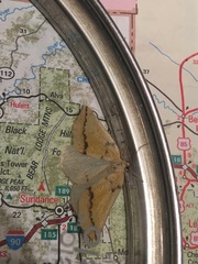 Neoterpes edwardsata