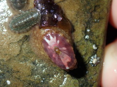 Amblychilepas nigrita