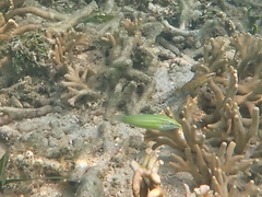 Halichoeres chloropterus
