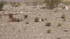 Eriogonum rixfordii