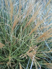 Poaceae