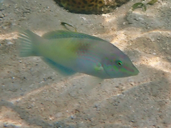 Halichoeres chloropterus