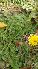 Taraxacum officinale