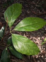 Cissus sterculiifolia