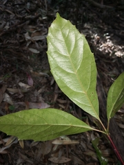 Cissus sterculiifolia