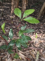 Cissus sterculiifolia