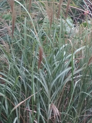 Poaceae