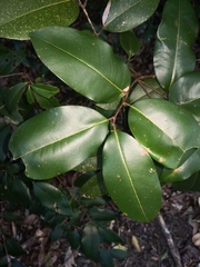 Mischocarpus pyriformis