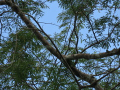Myiopagis parambae