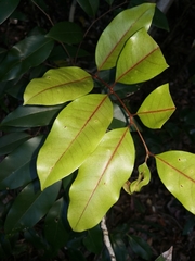 Mischocarpus pyriformis