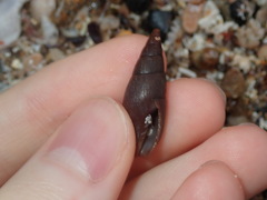 Mitridae