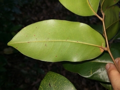 Mischocarpus pyriformis