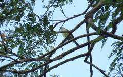 Myiopagis parambae