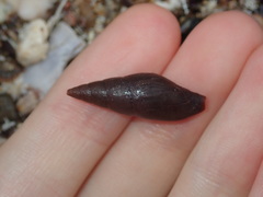 Mitridae