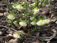 Pimelea lehmanniana