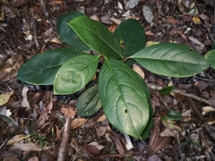 Quintinia verdonii