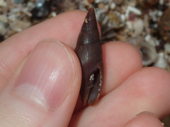 Mitridae