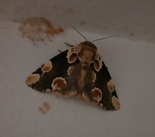 Thyatira mexicana