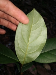 Quintinia verdonii