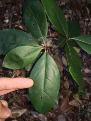 Quintinia verdonii
