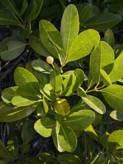 Acronychia imperforata