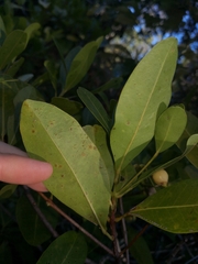 Acronychia imperforata