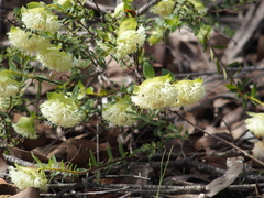 Pimelea lehmanniana