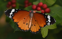 Danaus chrysippus