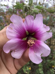 Malva subovata
