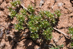 Rhodanthe pygmaea