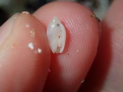 Austroginella translucida