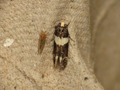 Recurvaria leucatella