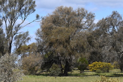 Allocasuarina luehmannii