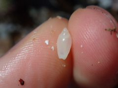 Austroginella translucida