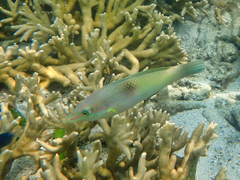 Halichoeres chloropterus
