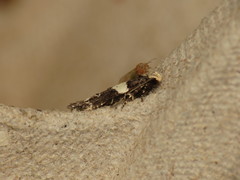 Recurvaria leucatella