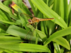 Crocothemis servilia