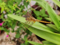 Crocothemis servilia