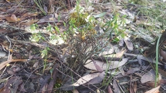 Pimelea linifolia linifolia