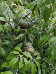Lithocarpus konishii