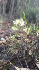 Pimelea linifolia linifolia