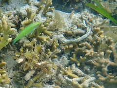 Halichoeres chloropterus