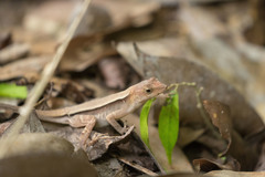 Anolis tropidonotus