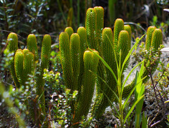 Phlegmariurus hystrix