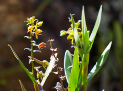 Epidendrum oxycalyx
