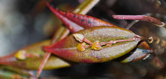 Lepanthes mucronata