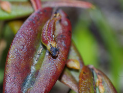 Lepanthes mucronata