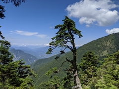 Tsuga chinensis
