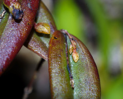 Lepanthes mucronata